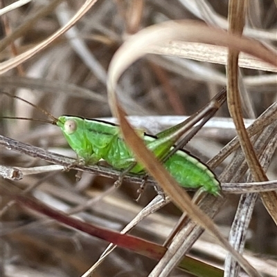 Conocephalus semivittatus (Meadow katydid) at Ngunnawal, ACT - 29 Sep 2024 by SteveBorkowskis