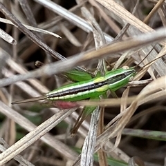 Conocephalus semivittatus at Ngunnawal, ACT - 29 Sep 2024 02:00 PM