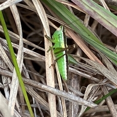 Conocephalus semivittatus at Ngunnawal, ACT - 29 Sep 2024 02:00 PM