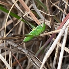 Conocephalus semivittatus at Ngunnawal, ACT - 29 Sep 2024 02:00 PM