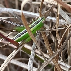 Conocephalus semivittatus at Ngunnawal, ACT - 29 Sep 2024 02:00 PM