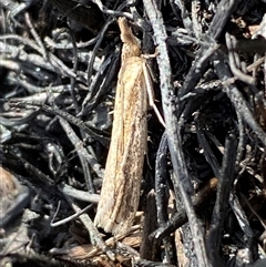 Faveria tritalis (Couchgrass Webworm) at Ngunnawal, ACT - 29 Sep 2024 by SteveBorkowskis