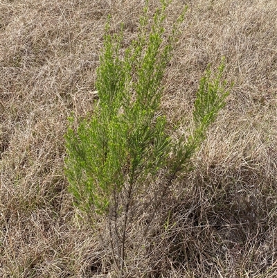 Cassinia sifton (Sifton Bush, Chinese Shrub) at Ngunnawal, ACT - 29 Sep 2024 by SteveBorkowskis