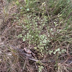 Pittosporum tenuifolium (Kohuhu) at Ngunnawal, ACT - 29 Sep 2024 by SteveBorkowskis