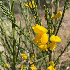 Cytisus scoparius subsp. scoparius (Scotch Broom, Broom, English Broom) at Ngunnawal, ACT - 29 Sep 2024 by SteveBorkowskis