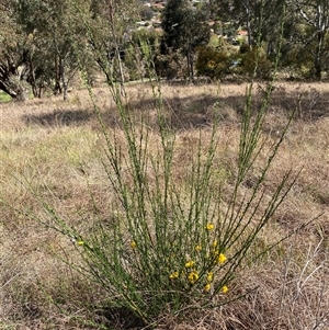 Cytisus scoparius subsp. scoparius at Ngunnawal, ACT - 29 Sep 2024