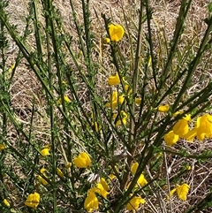 Cytisus scoparius subsp. scoparius at Ngunnawal, ACT - 29 Sep 2024