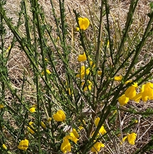 Cytisus scoparius subsp. scoparius at Ngunnawal, ACT - 29 Sep 2024