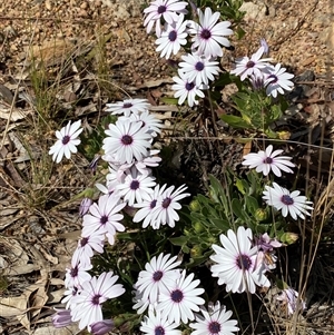 Dimorphotheca ecklonis at Ngunnawal, ACT - 29 Sep 2024