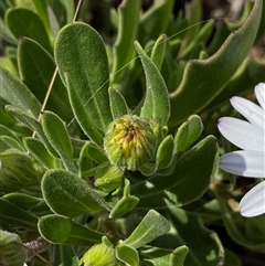 Dimorphotheca ecklonis at Ngunnawal, ACT - 29 Sep 2024