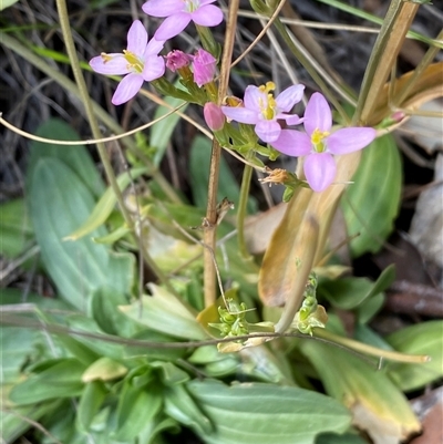 Centaurium erythraea (Common Centaury) at Ngunnawal, ACT - 29 Sep 2024 by SteveBorkowskis