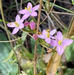 Centaurium erythraea at Ngunnawal, ACT - 29 Sep 2024 01:41 PM