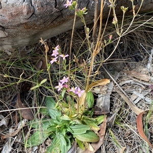 Centaurium erythraea at Ngunnawal, ACT - 29 Sep 2024 01:41 PM