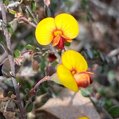 Bossiaea buxifolia (Matted Bossiaea) at Ngunnawal, ACT - 29 Sep 2024 by SteveBorkowskis