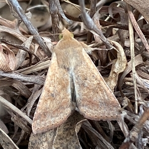 Helicoverpa (genus) at Ngunnawal, ACT - 29 Sep 2024 01:19 PM