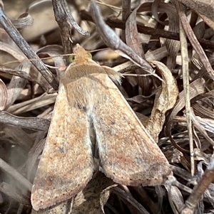 Helicoverpa (genus) at Ngunnawal, ACT - 29 Sep 2024 01:19 PM