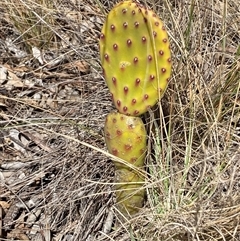 Opuntia sp. (Prickly Pear) at Ngunnawal, ACT - 29 Sep 2024 by SteveBorkowskis