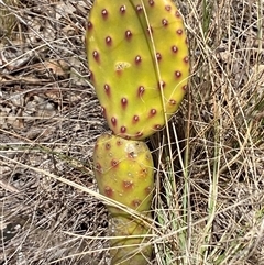 Opuntia sp. at Ngunnawal, ACT - 29 Sep 2024 01:09 PM