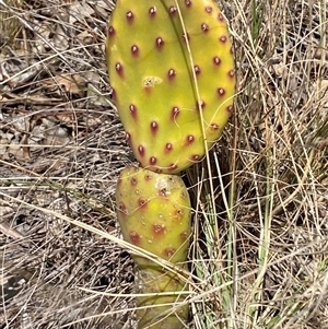 Opuntia sp. at Ngunnawal, ACT - 29 Sep 2024 01:09 PM