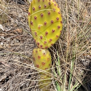 Opuntia sp. at Ngunnawal, ACT - 29 Sep 2024 01:09 PM