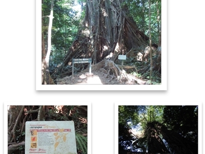 Ficus virens (white fig, banyan) at Syndicate, QLD - 27 Oct 2014 by JasonPStewartNMsnc2016