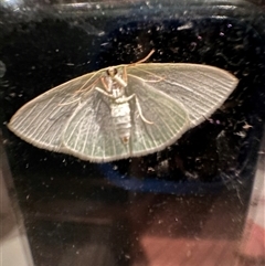 Comostola citrolimbaria at Kangaroo Valley, NSW - suppressed