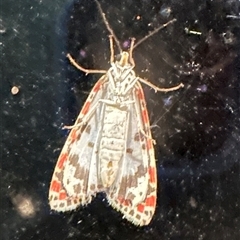 Utetheisa (genus) (A tiger moth) at Kangaroo Valley, NSW - 29 Sep 2024 by lbradley