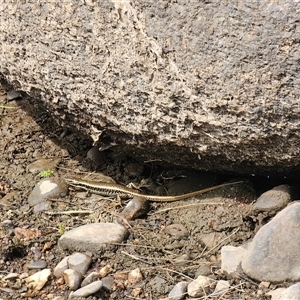 Eulamprus heatwolei at Adjungbilly, NSW - 29 Sep 2024 10:59 AM