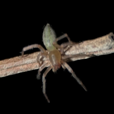 Cheiracanthium sp. (genus) at Surf Beach, NSW - 29 Sep 2024 by Hejor1