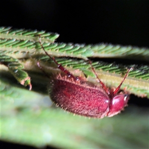 Coleoptera (order) at Surf Beach, NSW - 29 Sep 2024 07:09 PM
