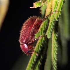 Coleoptera (order) at Surf Beach, NSW - 29 Sep 2024 07:09 PM