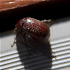 Coleoptera (order) at Surf Beach, NSW - 29 Sep 2024 07:09 PM