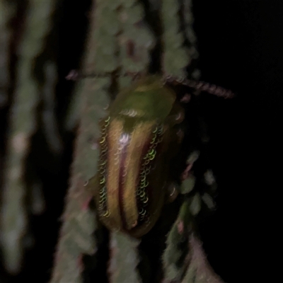 Calomela sp. (genus) (Acacia leaf beetle) at Surf Beach, NSW - 29 Sep 2024 by Hejor1