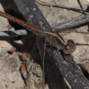 Diplacodes bipunctata at Ngunnawal, ACT - 29 Sep 2024 02:21 PM