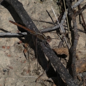 Diplacodes bipunctata at Ngunnawal, ACT - 29 Sep 2024 02:21 PM