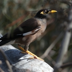 Acridotheres tristis (Common Myna) at Ngunnawal, ACT - 29 Sep 2024 by SteveBorkowskis