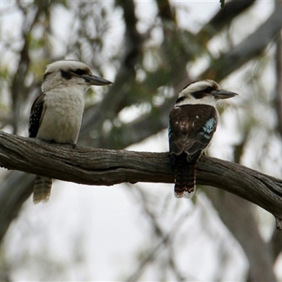 Dacelo novaeguineae (Laughing Kookaburra) at Rutherglen, VIC - 29 Sep 2024 by PaulF