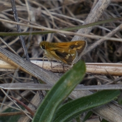 Taractrocera papyria (White-banded Grass-dart) at Ngunnawal, ACT - 29 Sep 2024 by SteveBorkowskis