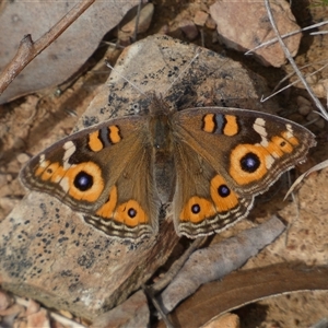 Junonia villida at Ngunnawal, ACT - 29 Sep 2024 04:06 PM