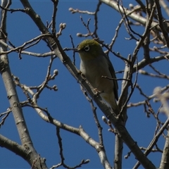 Zosterops lateralis (Silvereye) at Jerrabomberra, NSW - 27 Sep 2024 by SteveBorkowskis