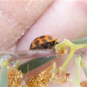 Harmonia conformis at Belconnen, ACT - 29 Sep 2024