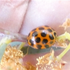 Harmonia conformis at Belconnen, ACT - 29 Sep 2024