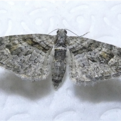 Phrissogonus laticostata (Apple looper moth) at Belconnen, ACT - 29 Sep 2024 by JohnGiacon