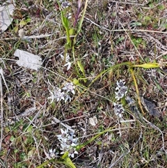 Wurmbea dioica subsp. dioica (Early Nancy) at Whitlam, ACT - 28 Sep 2024 by sangio7