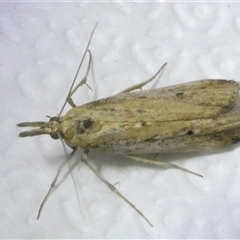 Faveria tritalis (Couchgrass Webworm) at Belconnen, ACT - 29 Sep 2024 by JohnGiacon