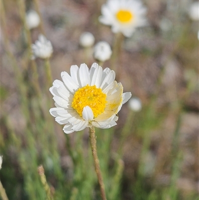 Rhodanthe anthemoides (Chamomile Sunray) at Whitlam, ACT - 28 Sep 2024 by sangio7