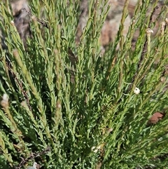 Rhodanthe anthemoides at Whitlam, ACT - 28 Sep 2024