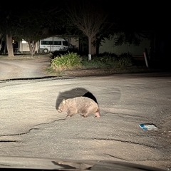 Vombatus ursinus (Common wombat, Bare-nosed Wombat) at Kambah, ACT - 29 Sep 2024 by HelenCross