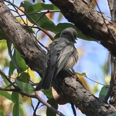 Pachycephala rufiventris (Rufous Whistler) at Moruya, NSW - 28 Sep 2024 by LisaH