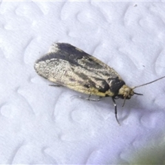 Hoplostega ochroma (a Eulechria Group moth) at Belconnen, ACT - 29 Sep 2024 by JohnGiacon